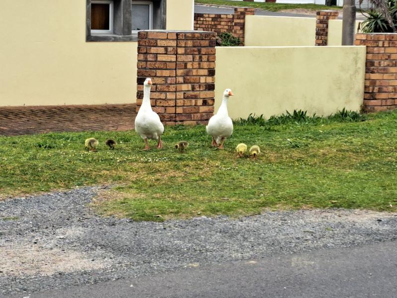 4 Bedroom Property for Sale in Pearly Beach Western Cape